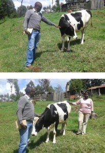 Mrs Fresia - MEND's first dairy cow in Kenya