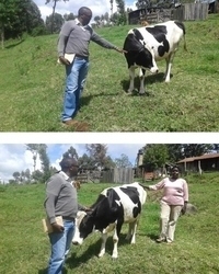 Mrs Fresia - our first dairy cow in Kenya